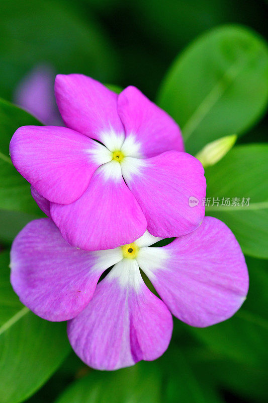 长春花/马达加斯加长春花